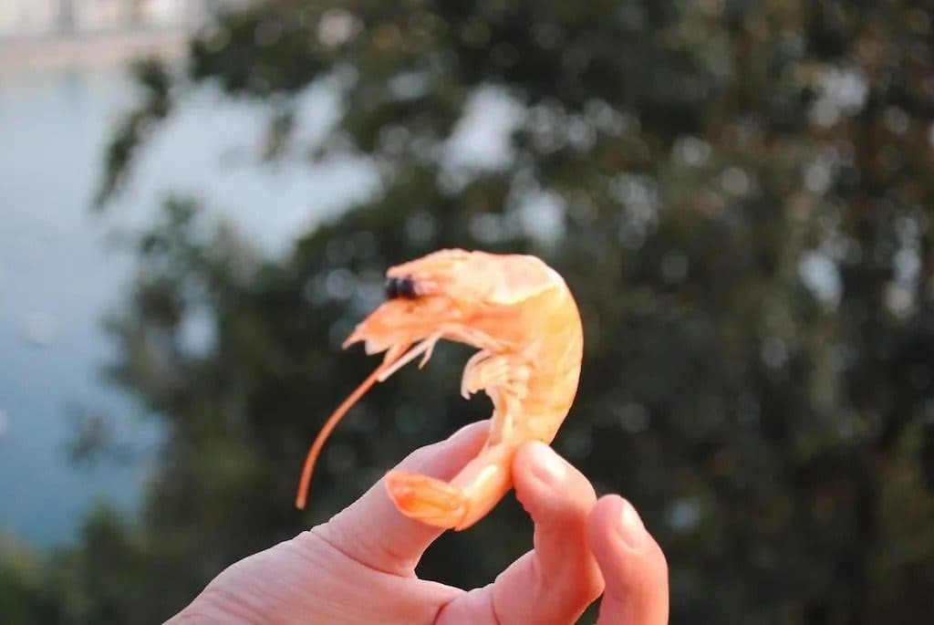Gamba de un pintxo en San Sebastián